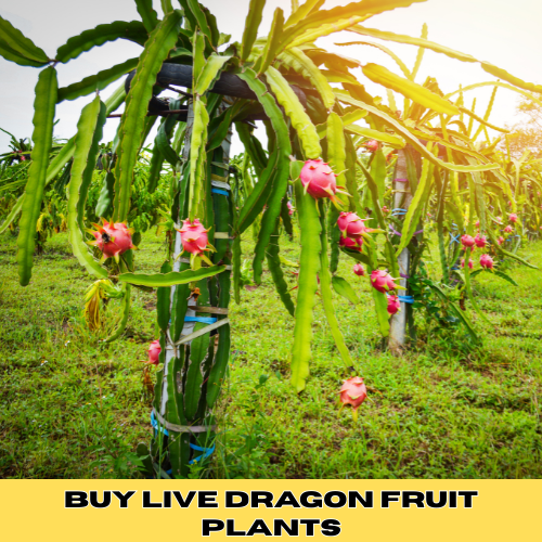 dragon fruit plants support system